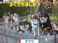 にほんブログ村 犬ブログ チワワへ