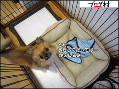 にほんブログ村 犬ブログ チワワへ