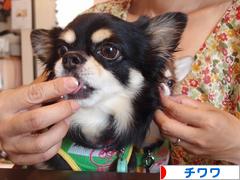 にほんブログ村 犬ブログ チワワへ