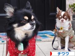にほんブログ村 犬ブログ チワワへ