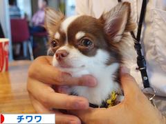 にほんブログ村 犬ブログ チワワへ