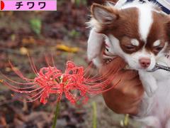 にほんブログ村 犬ブログ チワワへ