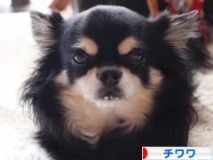 にほんブログ村 犬ブログ チワワへ