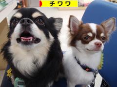 にほんブログ村 犬ブログ チワワへ