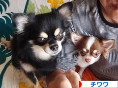 にほんブログ村 犬ブログ チワワへ