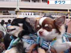 にほんブログ村 犬ブログ チワワへ