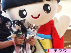 にほんブログ村 犬ブログ チワワへ
