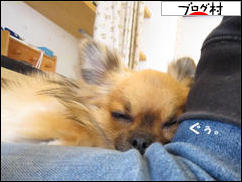 にほんブログ村 犬ブログ チワワへ