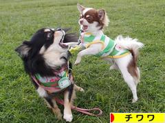 にほんブログ村 犬ブログ チワワへ