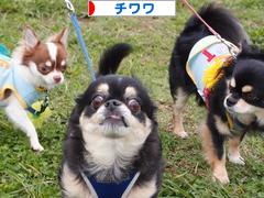 にほんブログ村 犬ブログ チワワへ