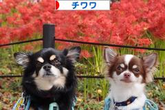 にほんブログ村 犬ブログ チワワへ
