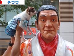 にほんブログ村 犬ブログ チワワへ