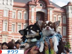 にほんブログ村 犬ブログ チワワへ