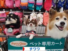 にほんブログ村 犬ブログ チワワへ