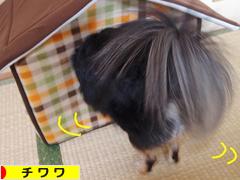 にほんブログ村 犬ブログ チワワへ
