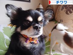 にほんブログ村 犬ブログ チワワへ