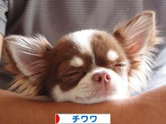 にほんブログ村 犬ブログ チワワへ