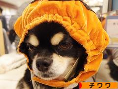 にほんブログ村 犬ブログ チワワへ