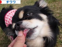 にほんブログ村 犬ブログ チワワへ