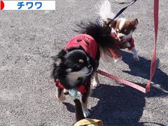 にほんブログ村 犬ブログ チワワへ