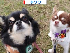にほんブログ村 犬ブログ チワワへ