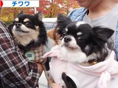 にほんブログ村 犬ブログ チワワへ