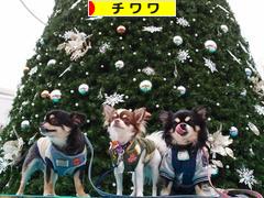にほんブログ村 犬ブログ チワワへ