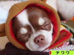 にほんブログ村 犬ブログ チワワへ