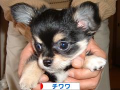 にほんブログ村 犬ブログ チワワへ
