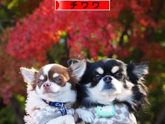 にほんブログ村 犬ブログ チワワへ