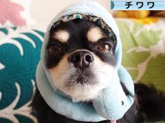 にほんブログ村 犬ブログ チワワへ
