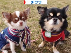 にほんブログ村 犬ブログ チワワへ