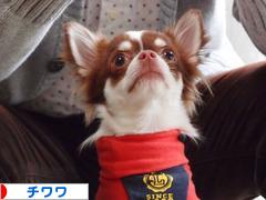 にほんブログ村 犬ブログ チワワへ