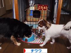 にほんブログ村 犬ブログ チワワへ