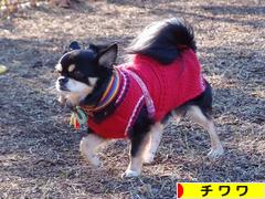 にほんブログ村 犬ブログ チワワへ