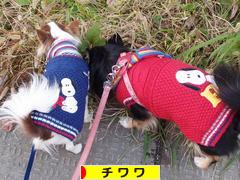 にほんブログ村 犬ブログ チワワへ