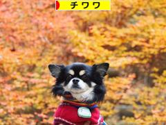 にほんブログ村 犬ブログ チワワへ