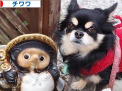 にほんブログ村 犬ブログ チワワへ