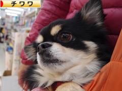 にほんブログ村 犬ブログ チワワへ