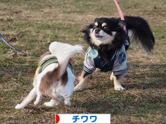にほんブログ村 犬ブログ チワワへ