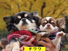 にほんブログ村 犬ブログ チワワへ