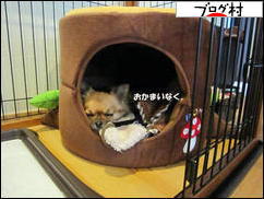 にほんブログ村 犬ブログ チワワへ