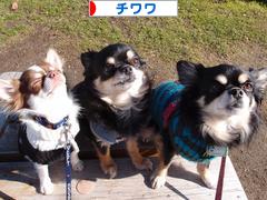 にほんブログ村 犬ブログ チワワへ