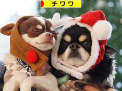 にほんブログ村 犬ブログ チワワへ
