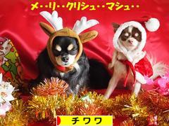 にほんブログ村 犬ブログ チワワへ