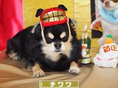 にほんブログ村 犬ブログ チワワへ
