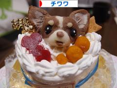 にほんブログ村 犬ブログ チワワへ