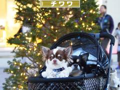 にほんブログ村 犬ブログ チワワへ