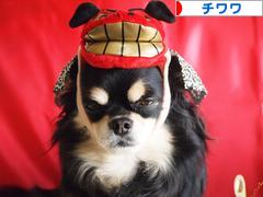 にほんブログ村 犬ブログ チワワへ