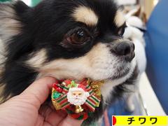 にほんブログ村 犬ブログ チワワへ